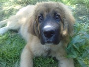 honden foto van K.Owcharka_(L)