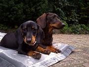 honden foto van BellaDonna