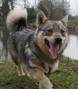 honden foto van Frank