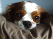 honden foto van lotte