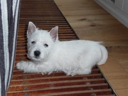 honden foto van Marlies