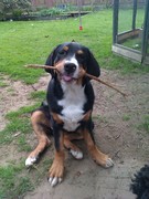 honden foto van wilma