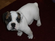 honden foto honden foto van michel