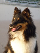 honden foto honden foto van Yoicka