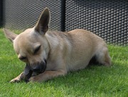 honden foto van heidi