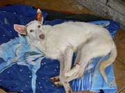 honden foto van alie