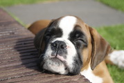honden foto van Mirjam van Rijn