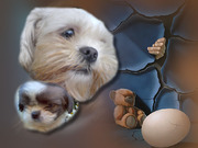 honden foto van Monique