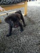 honden foto van megan