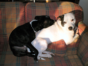 honden foto van eliza