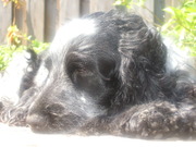 honden foto honden foto van Moontje en Aby