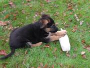 honden foto honden foto van Marleen van Thiel