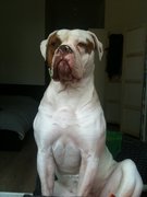 honden foto van Eline