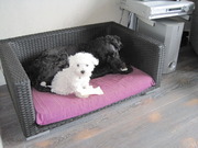 honden foto van paula, Noa en Desi