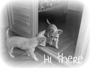 honden foto honden foto van Linda