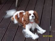 honden foto honden foto van Elke Pannecoucke