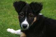 honden foto van Charlotte van Deursen
