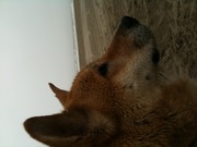 honden foto van lorraine