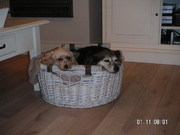 honden foto van sandra