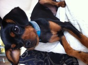 honden foto van Roxanne en Gino