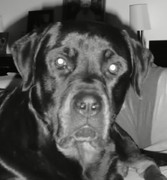 honden foto van Mona & der hondjes