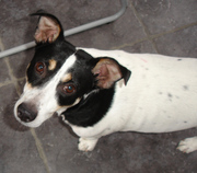 honden foto van Mieke