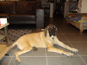 honden foto van dierenvriend