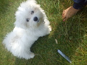 honden foto van Petra