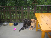 honden foto van Tommy en Max