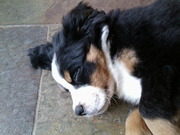 honden foto van Stephanie