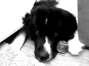 honden foto van Moose en Annemarie