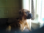 honden foto van bibi