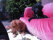 honden foto van Laura met Finn en Fae