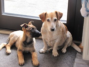 honden foto van Marlie