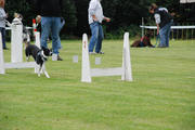 honden foto van sport-werkhonden