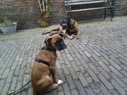 honden foto van eric marianne