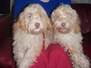 honden foto van Mollie