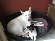 honden foto van selina