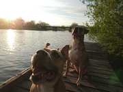 honden foto van *jenn*  Diva (L) Baya