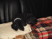 honden foto van Theuns anita