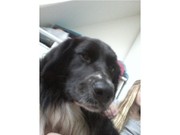 honden foto van Malon Tiga en Droppie