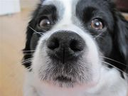honden foto van Roberto