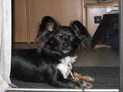 honden foto van Inge