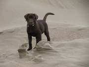 straal verfrommeld Leuren Labrador puppy 10 weken | HondenForum