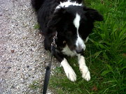 honden foto van Joanne