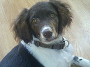 honden foto van pluto