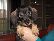 honden foto van ilse