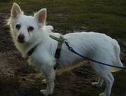 honden foto van Suzanne