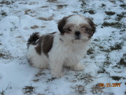 honden foto van Ilse