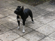 honden foto van Simone